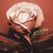 Cover der CD "Live" der Band "Gotan Project" Cover der CD "Live" der Band "Gotan Project"