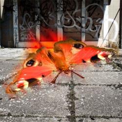 Peacock Butterfly