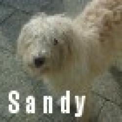 Sandy